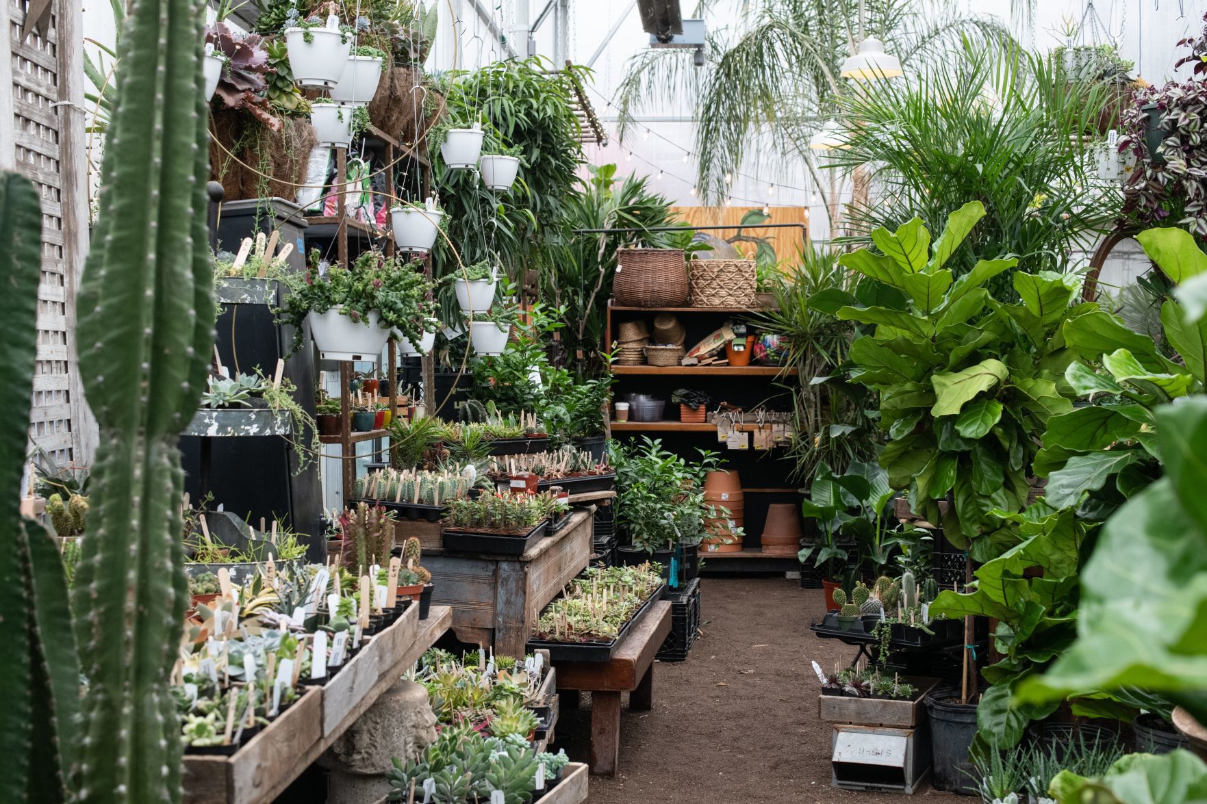 Plant stores salvage biggest season by adapting amid crisis